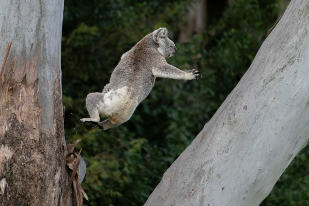 There are many ways to help koalas