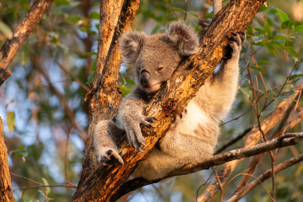 Did you know that koalas have finger prints very similar to humans?