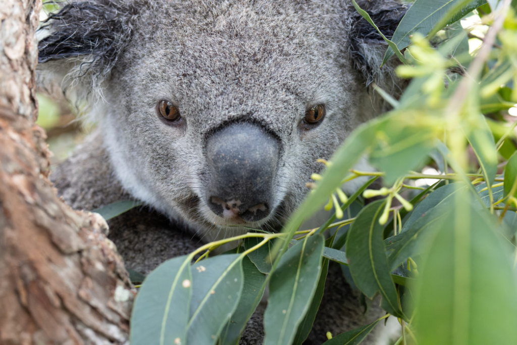 Koala hospital Northern Rivers NSW