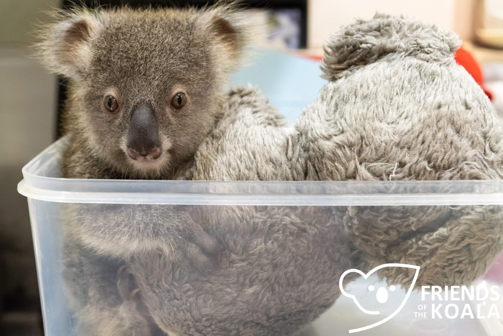 Friends of the Koala kindy with new joeys