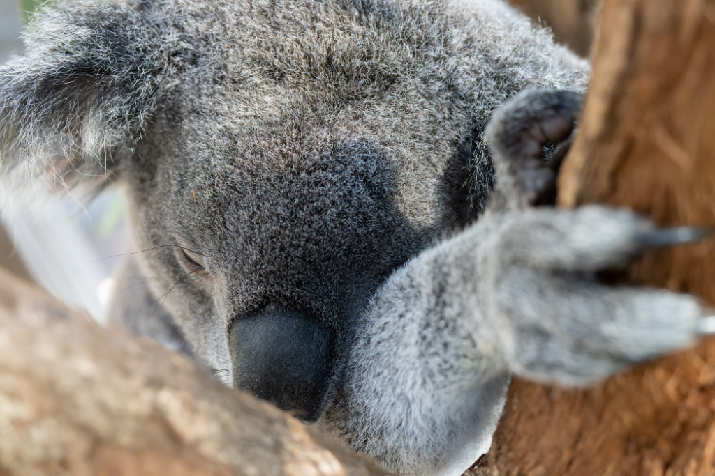 Why do koalas sleep so much?