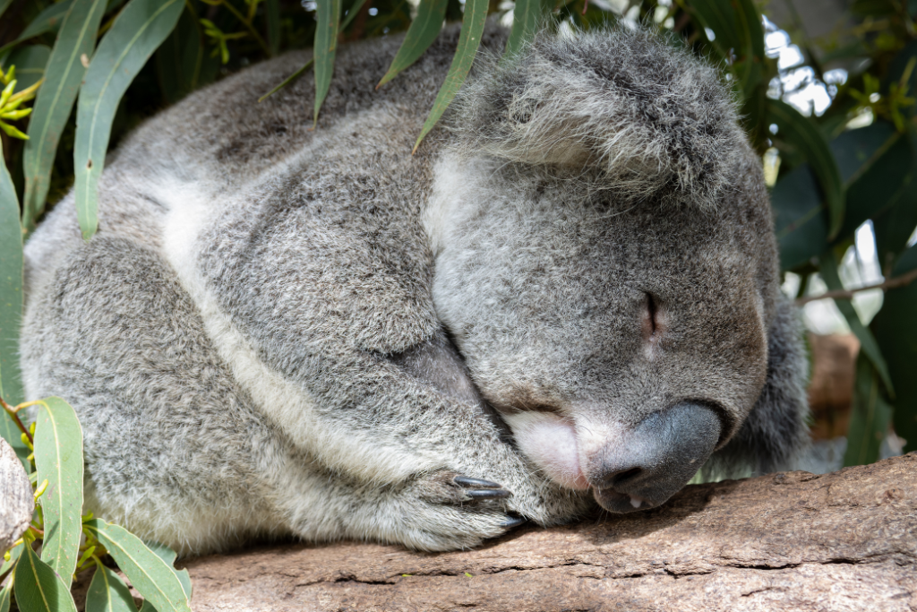 koalas sleeping