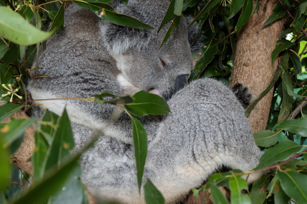 koalas sleeping