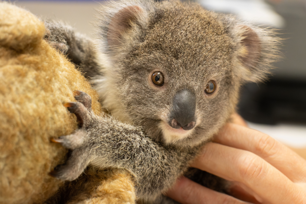 Orphaned koala joey - Frankie