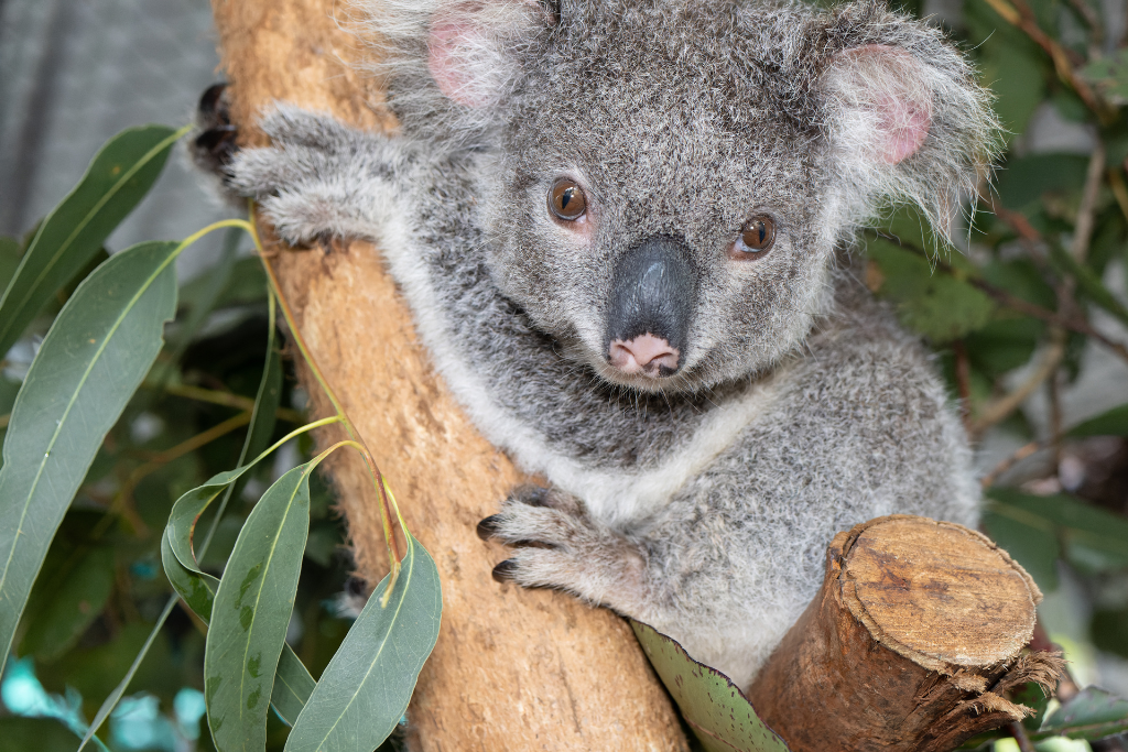 Northern Rivers koala hospital and care centre