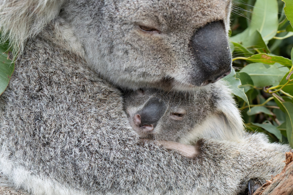 Koala rescue and rehabilitation