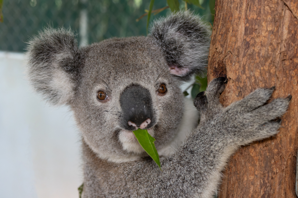 Koalas in the Northern Rivers NSW
