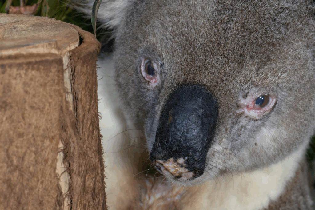 Koala vaccination program