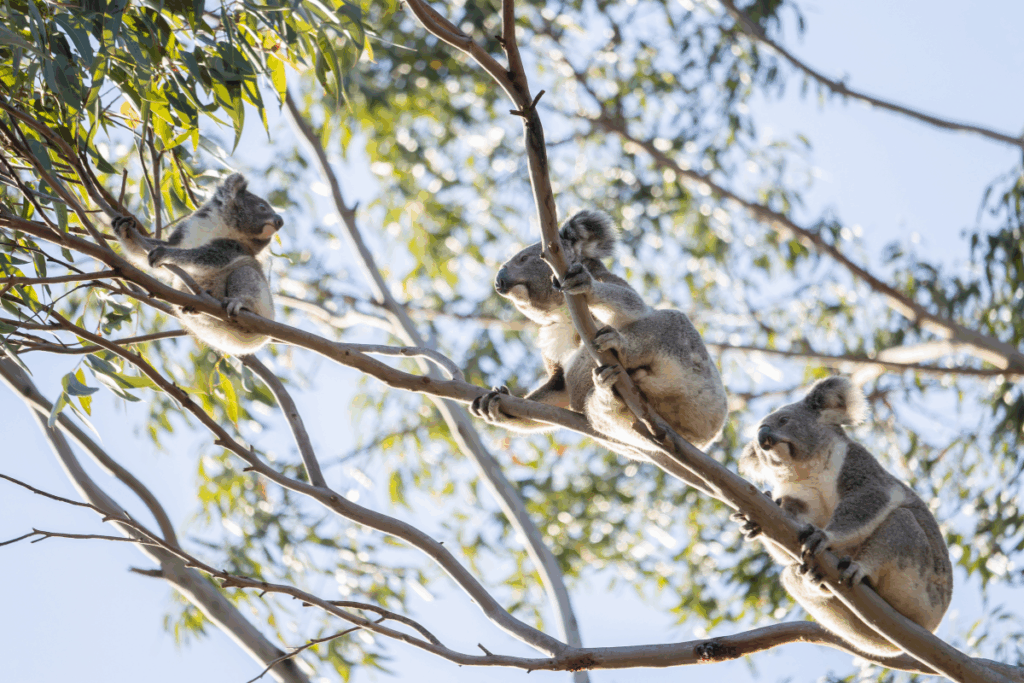 Koala Chlamydia Vaccine Update – 100 Doses of KlaVax Delivered