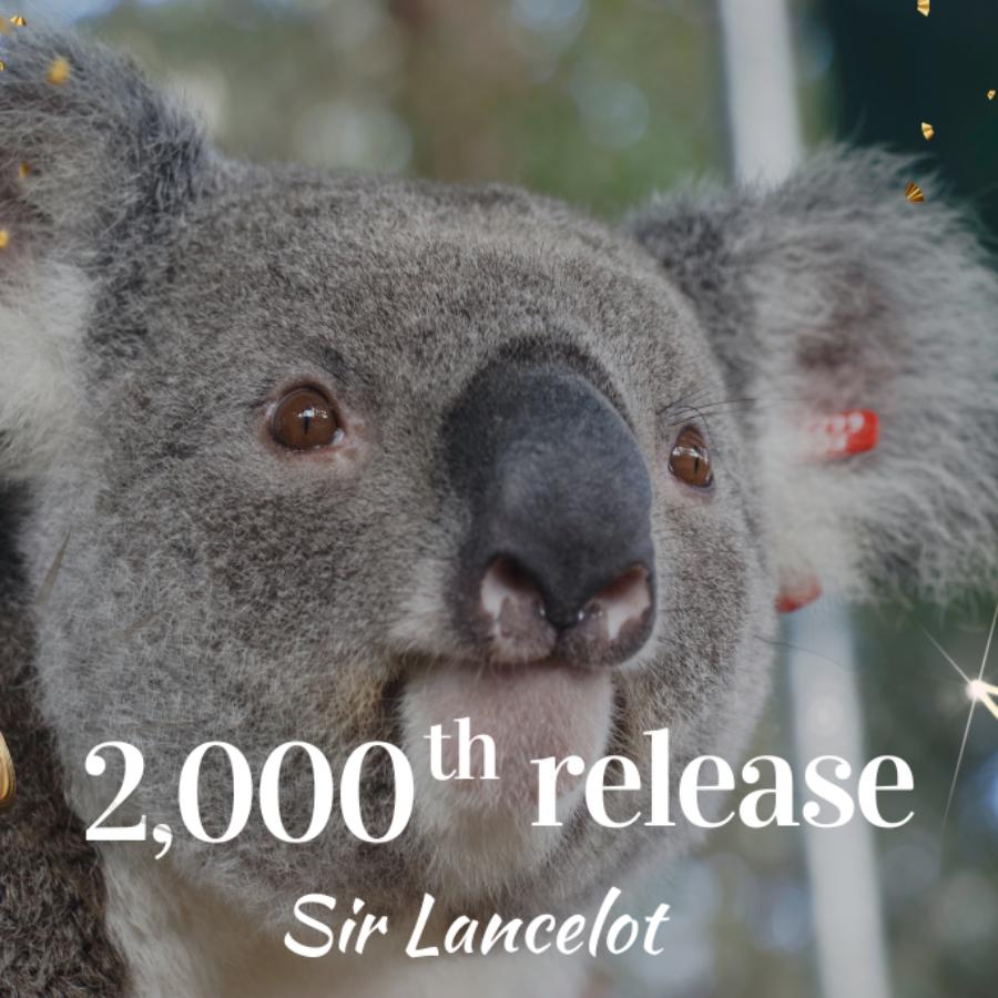 Celebrating our 2000th koala release on Wild Koala Day