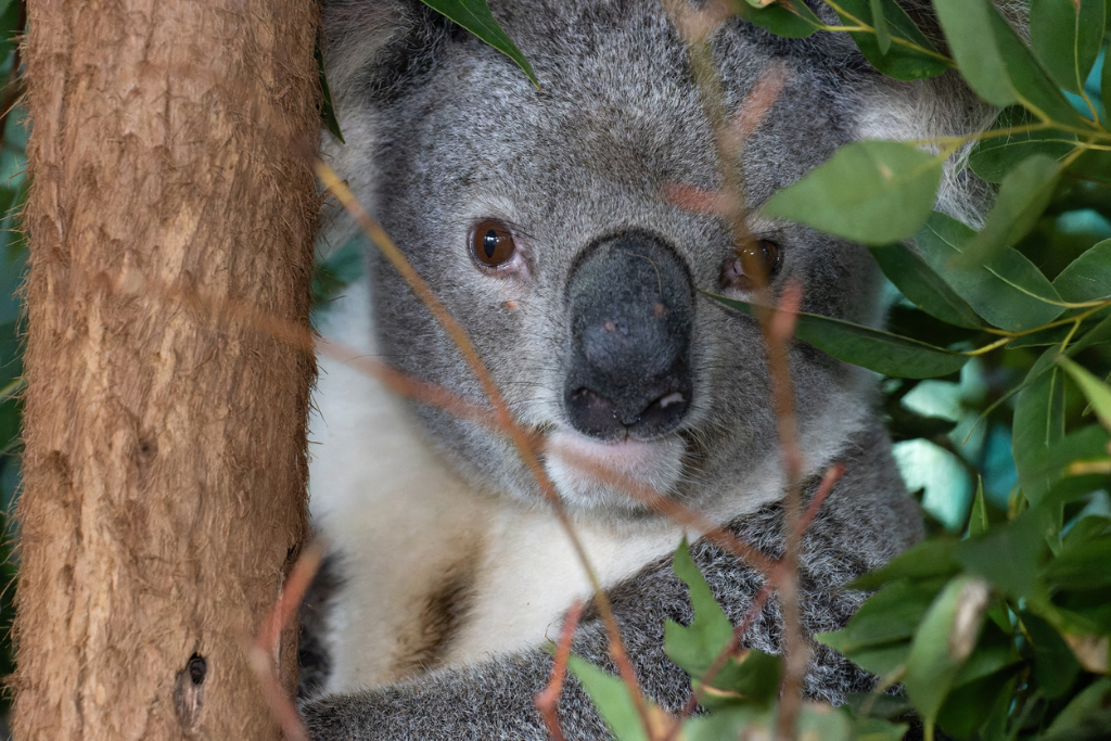 Friends of the Koala and University of the Sunshine Coast (UniSC) vaccinating wild koalas at Ruthven