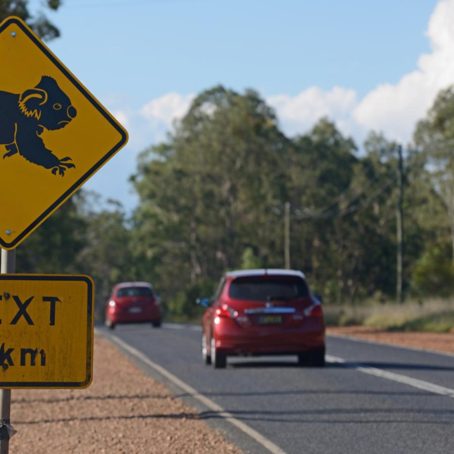 Watch Out! Koalas are on the Move