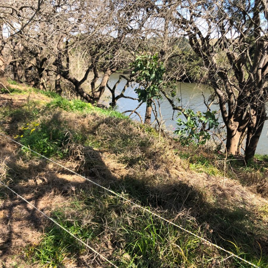Enhancing koala corridors on Wilson River Floodplain