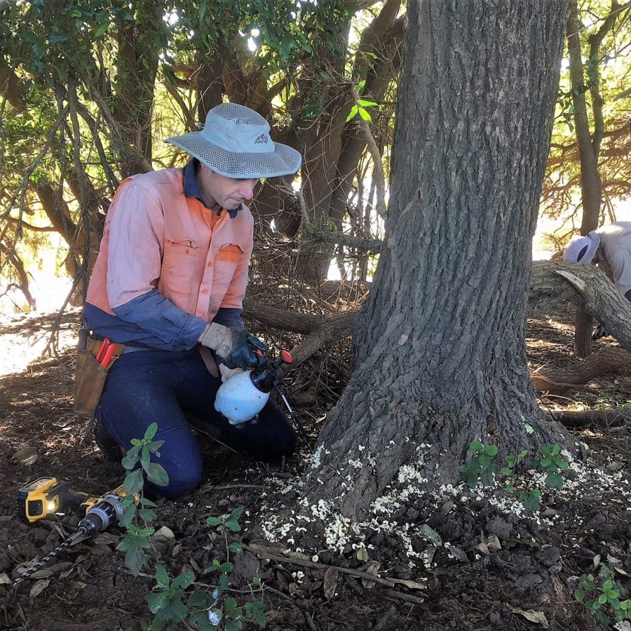 Restoring koala habitat on ‘Koala Island’ at Monaltrie