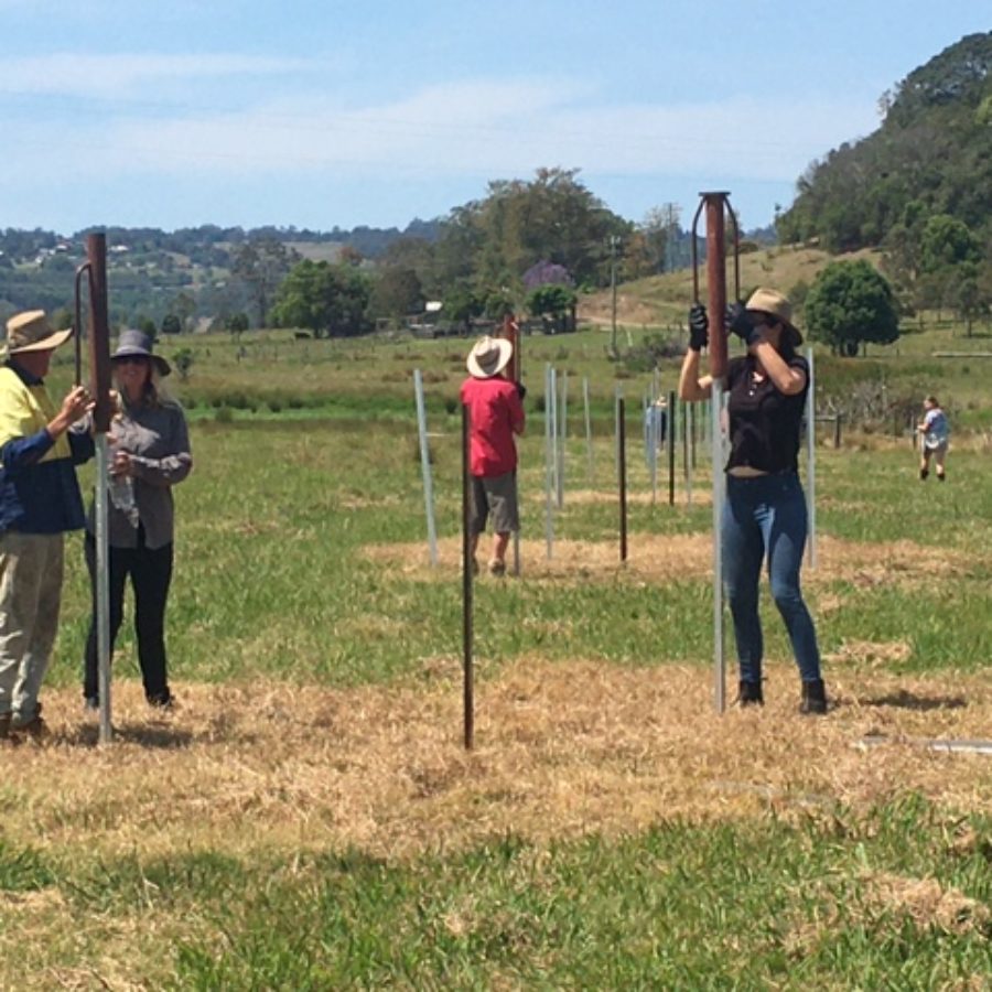 Installing wildlife friendly fencing on ‘Koala Island’ at Monaltrie