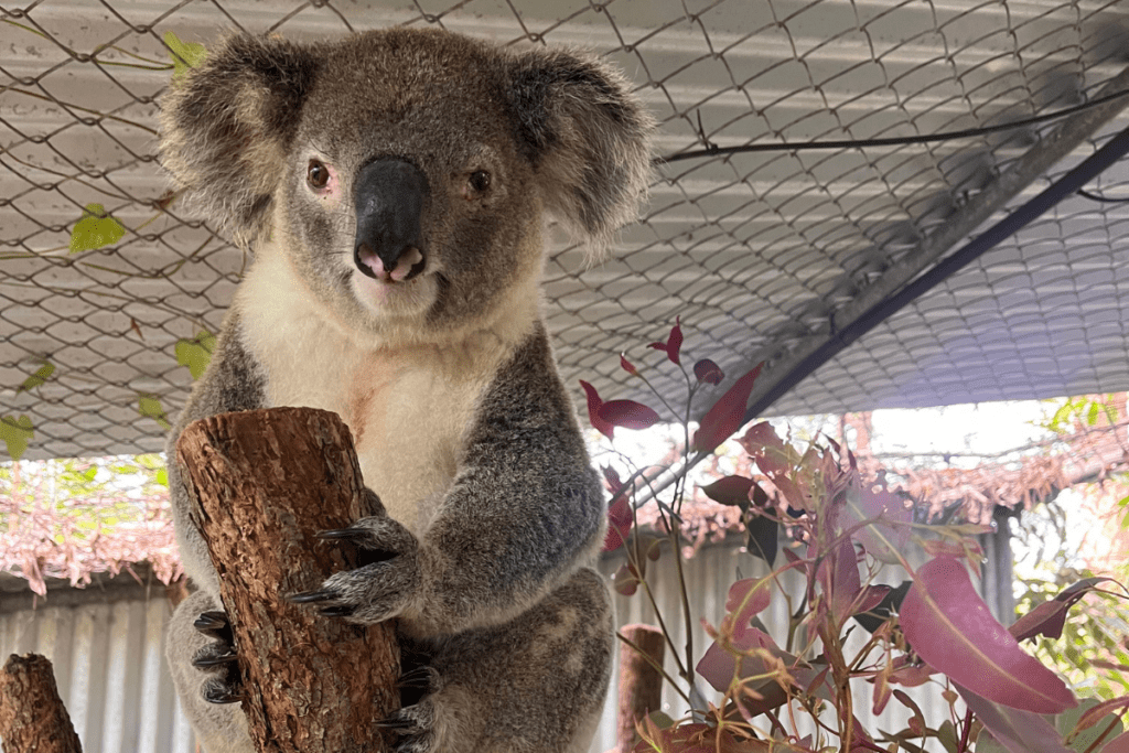 Curly boy is rehabilitating from conjunctivitis and cystitis in our Koala Care Centre