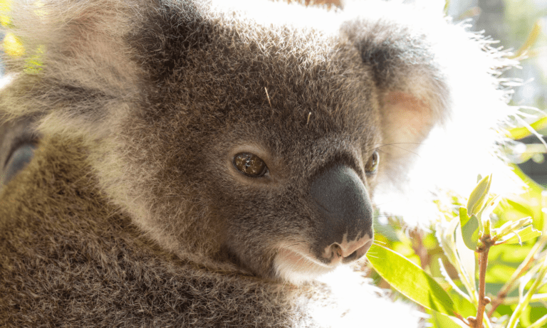 Koala Kindy March 2024 - Friends of the Koala