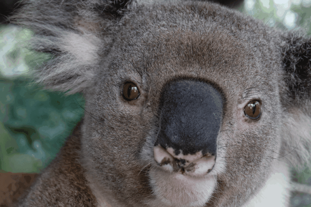 Cystitis is an inflammation of the bladder, often caused by a chlamydia infection in koalas.
