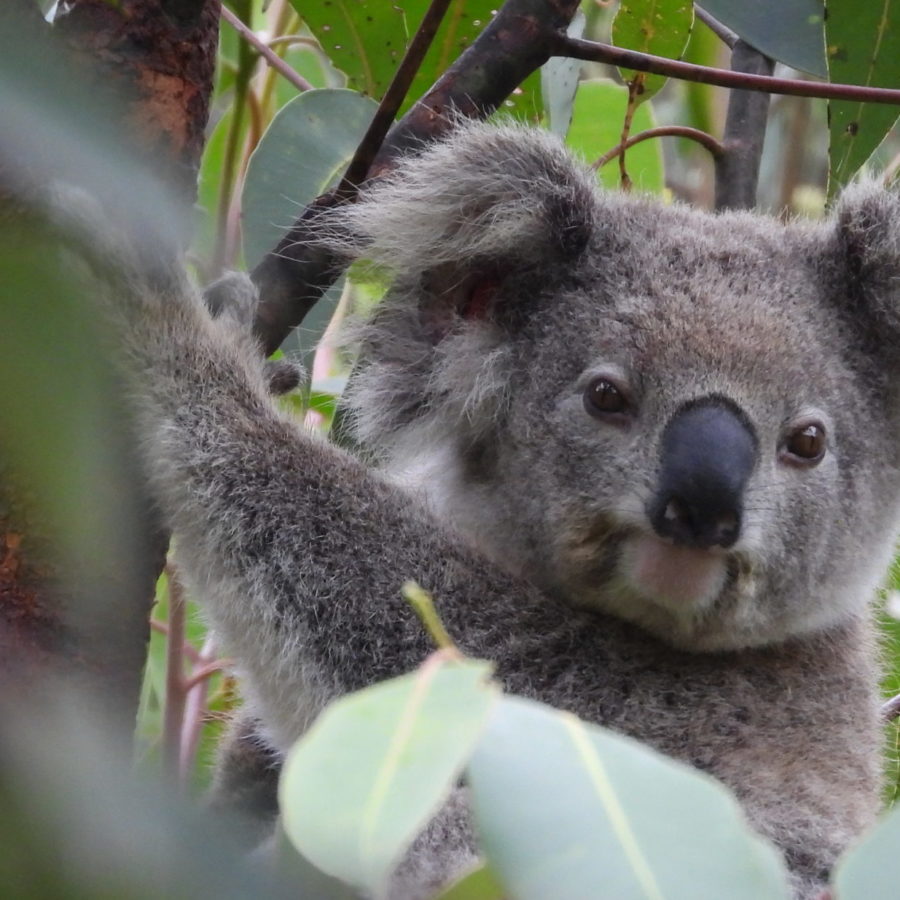 Joey for koala made famous thanks to Chris Hemsworth