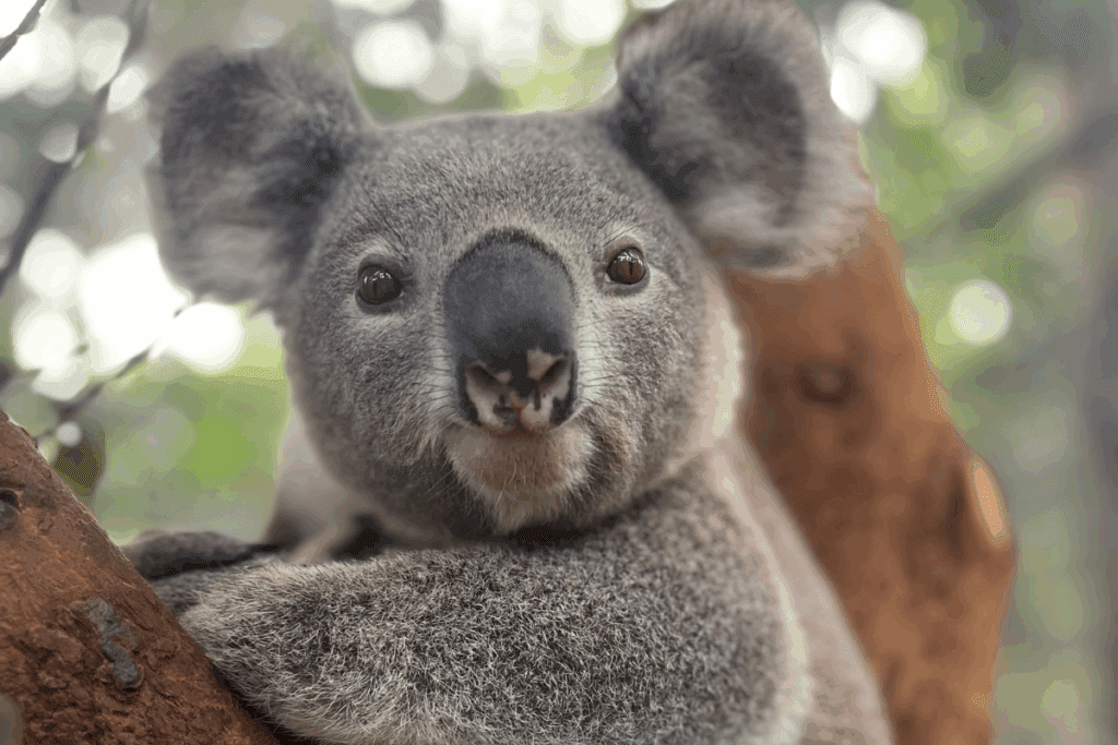 Dog attacks can cause devastating injuries to koalas, often resulting in deep wounds.