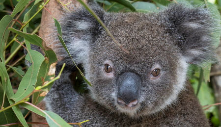 australian koala fund