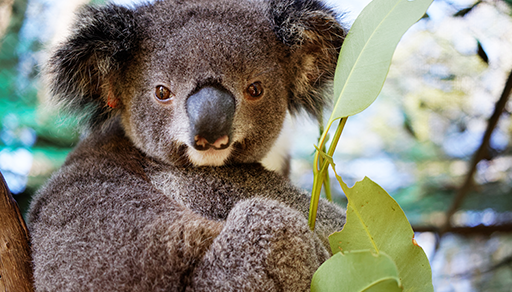 Donate for the Koalas