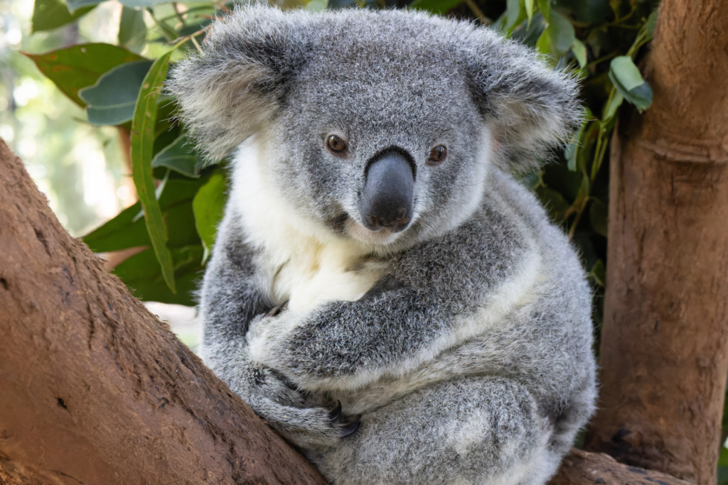 Koalas need your help