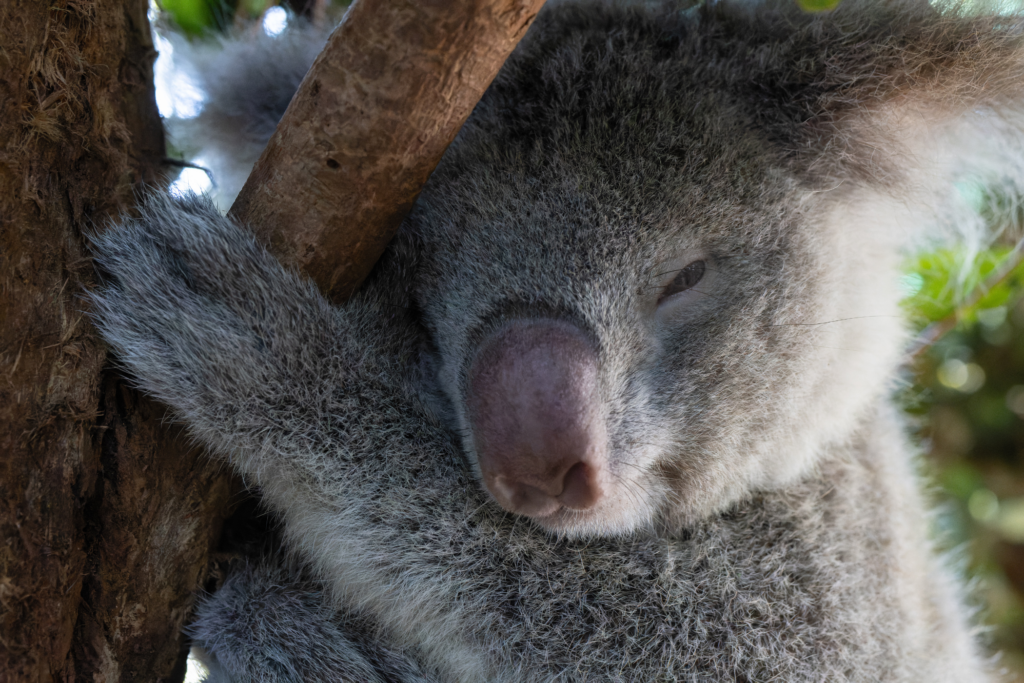 Donate to koalas(4)(1)