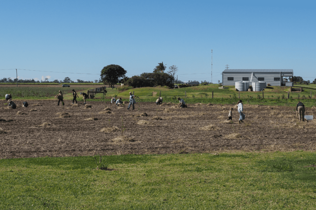 Planting koala food trees at East Coraki