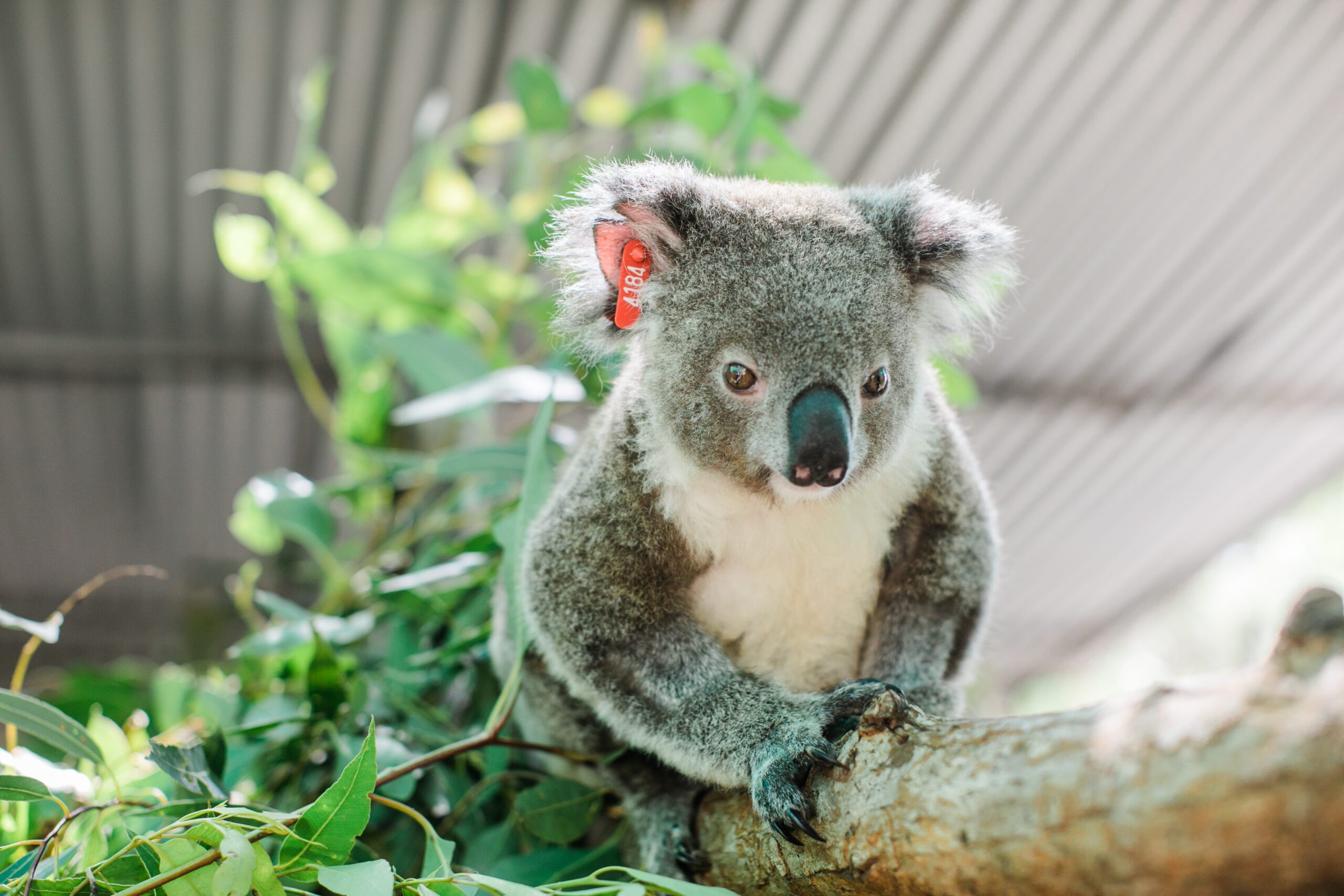 Save the Koala Month - Friends of the Koala