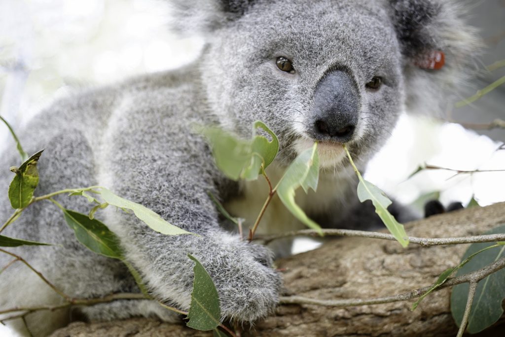 Koala Adoption Program