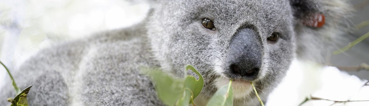 Koala Adoption Program