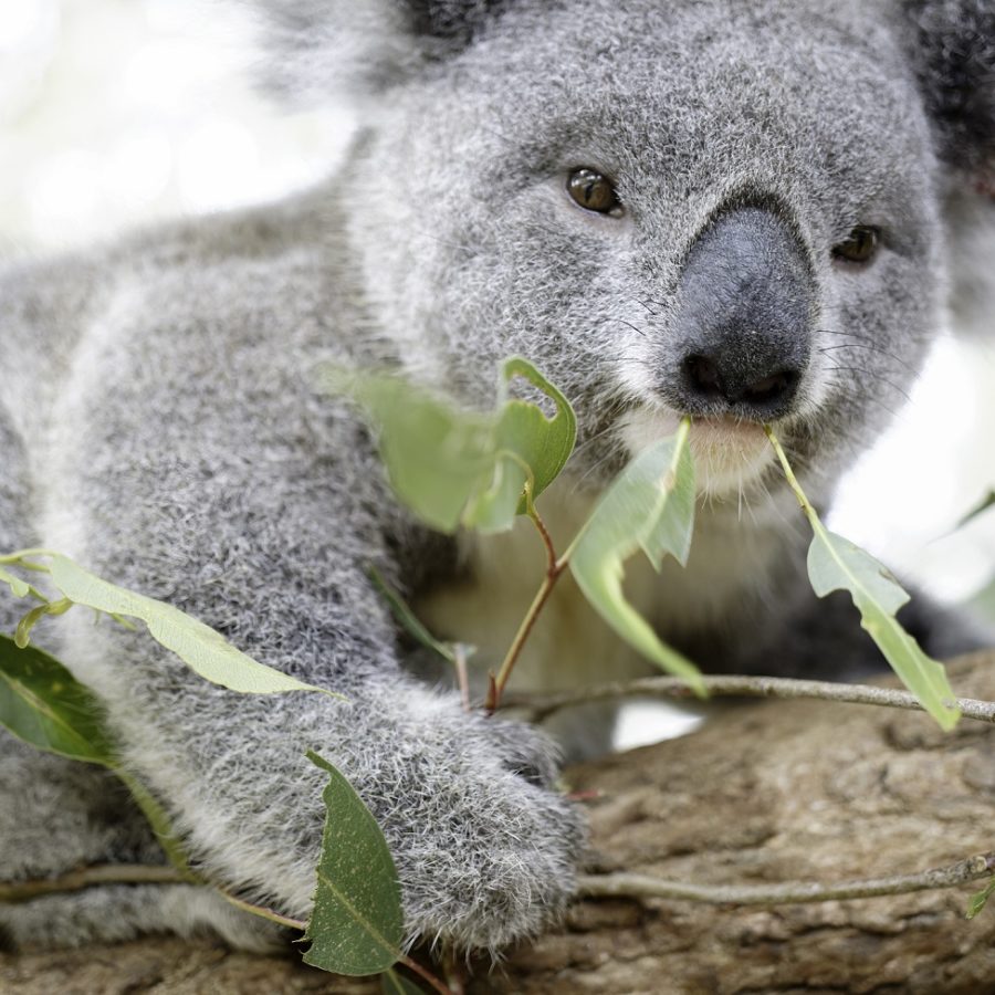 <strong>Adoptions + calendars + social media = long term sustainability</strong>