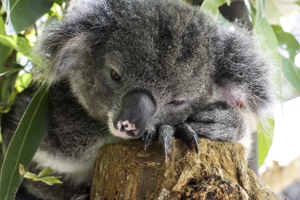 Check out our joeys in koala kindy