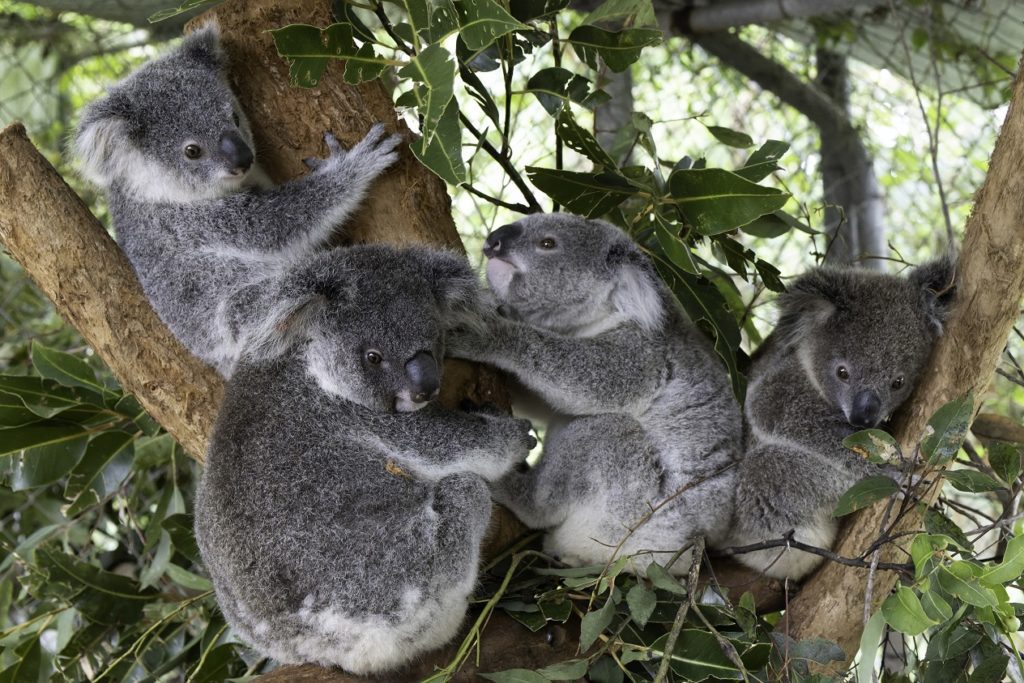 Koala rescue and release