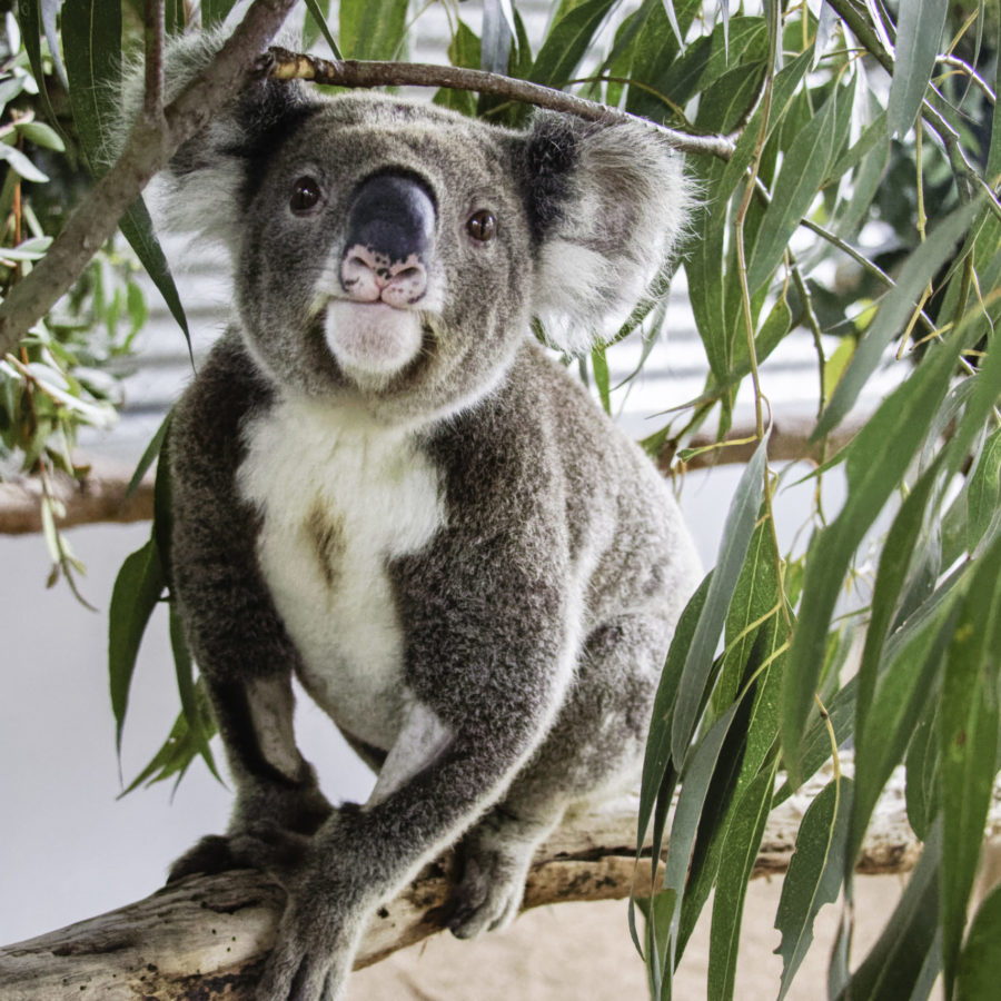 Koala Habitat & Private Land Conservation