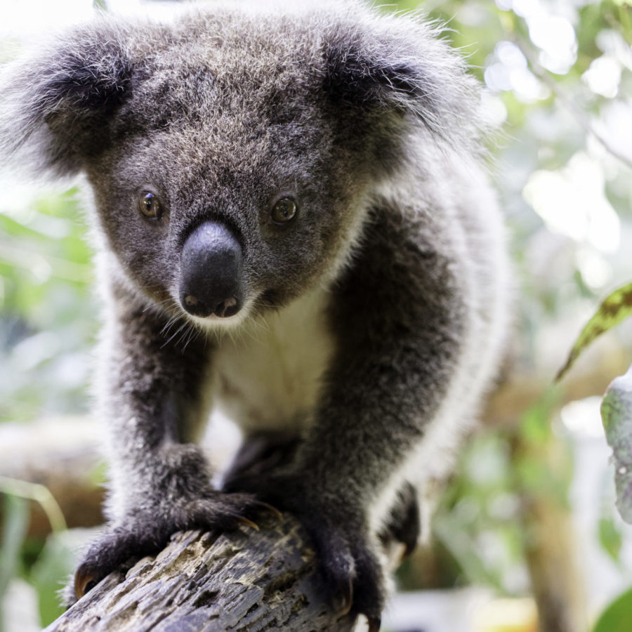 Orphaned koala joey rescued amid catastrophic floods
