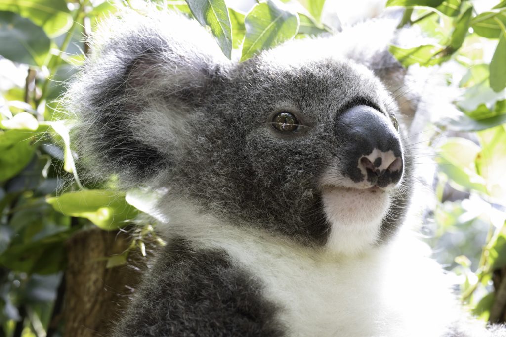 Koala conservation Northern Rivers NSW