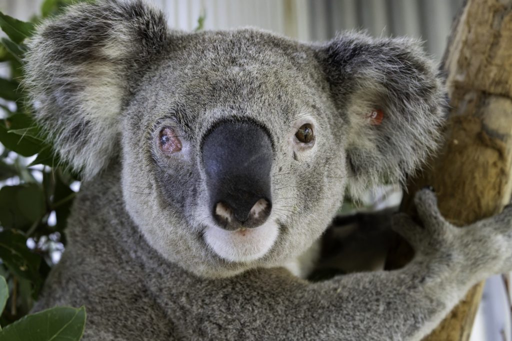 Adult male koala