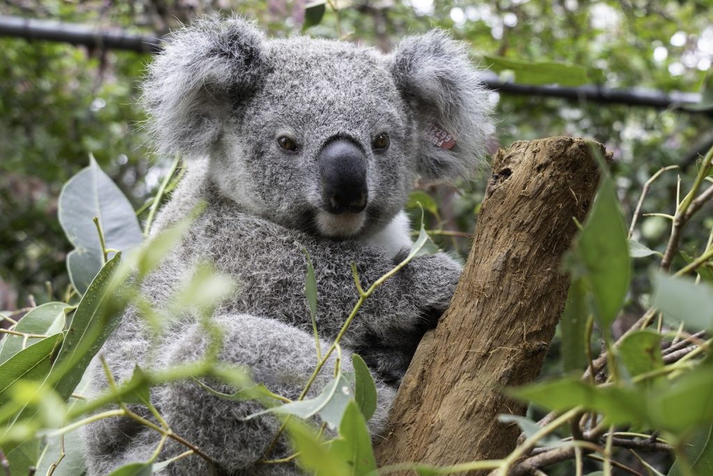 Australian wildlife animal - koalas