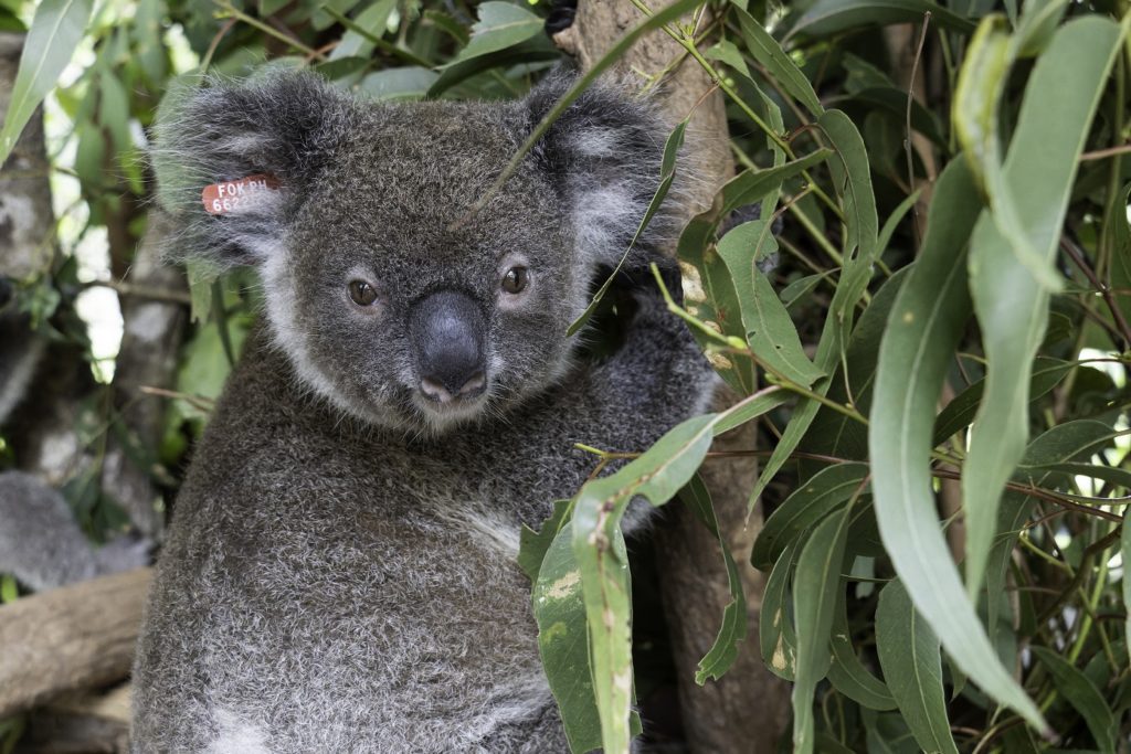 Koala release