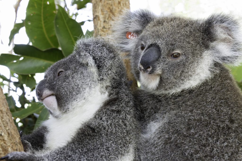 Kula is off to koala plantation