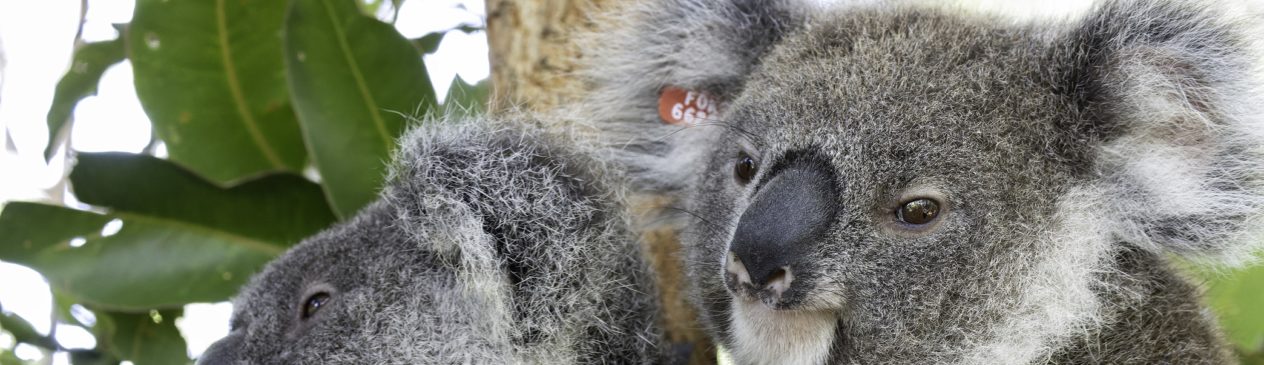 Kula is off to koala plantation