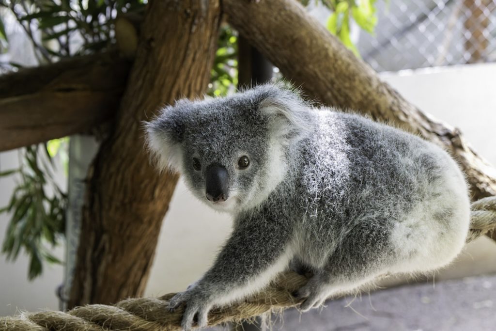 Koala conservation Lismore