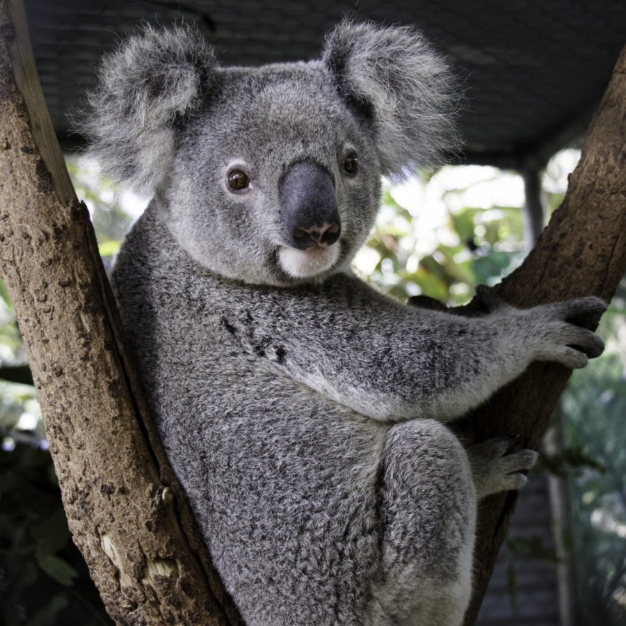 2019-2020 NSW Bushfires – Koala rescue & Rehabilitation Publication