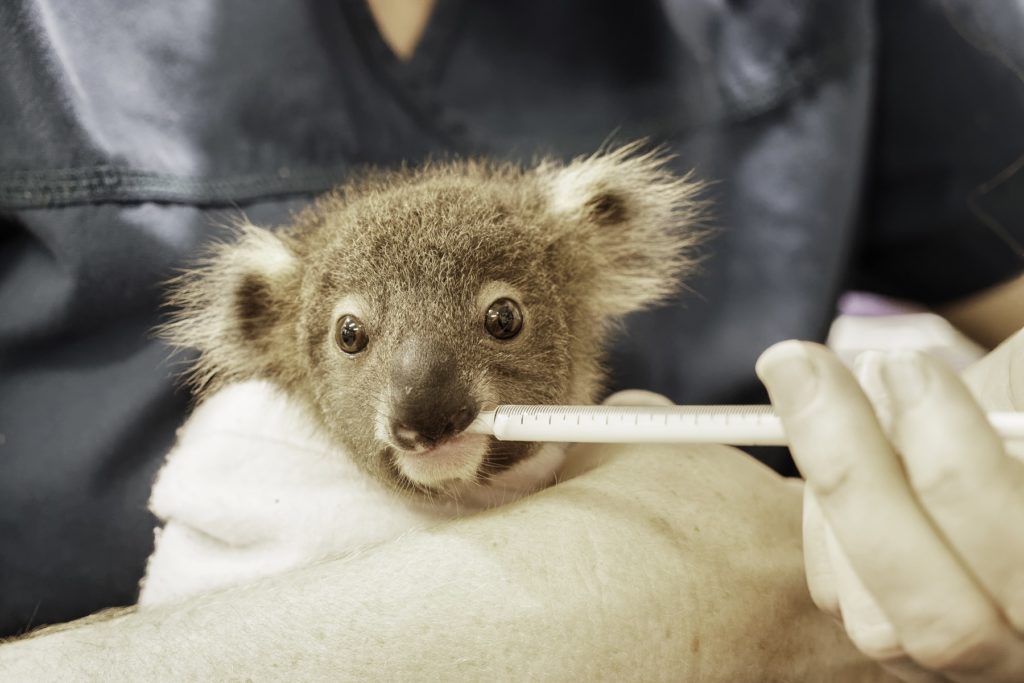 Friends of the Koala hospital