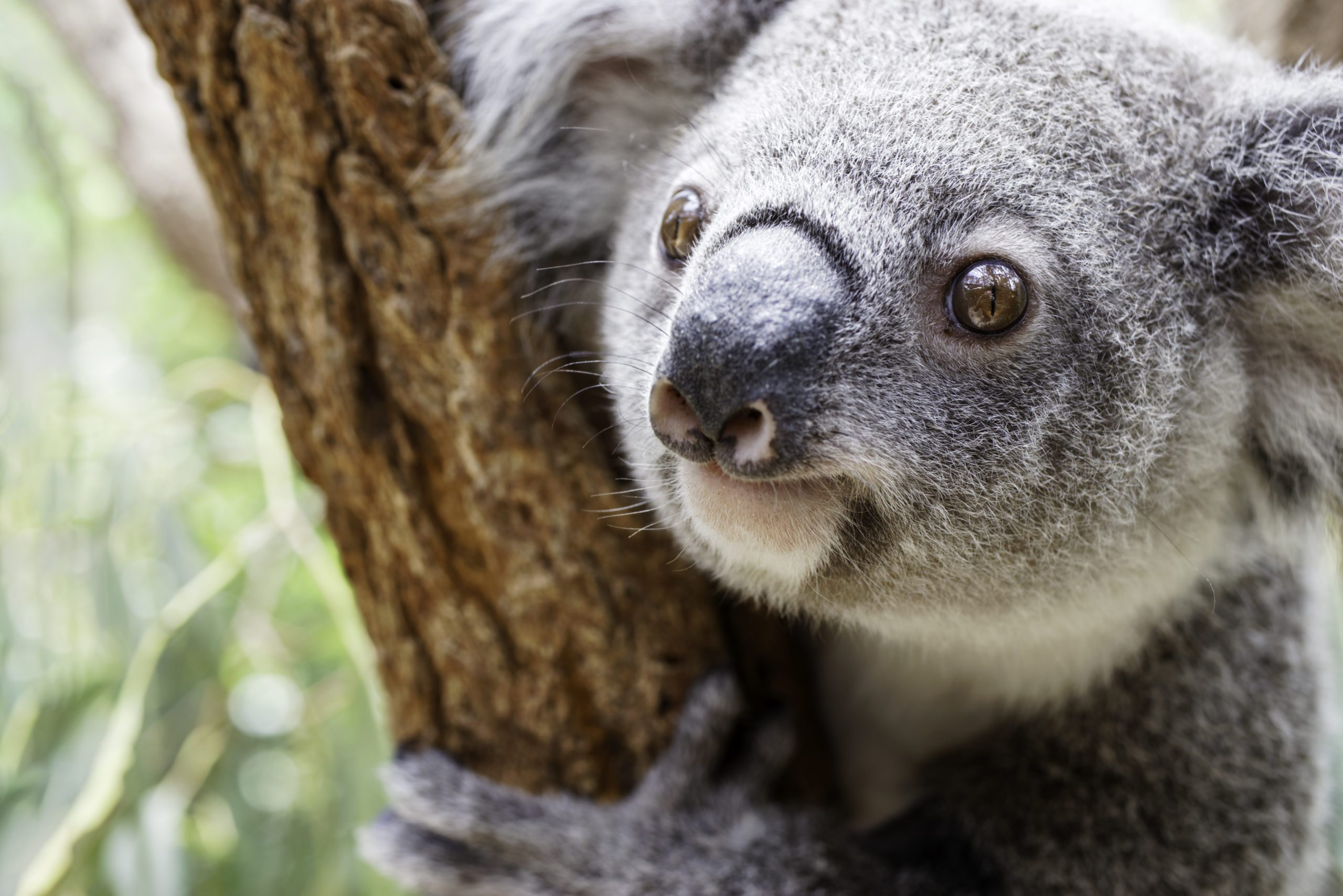 サーロイン様　koala Keanu the Extreme Koala – Thrash Happy