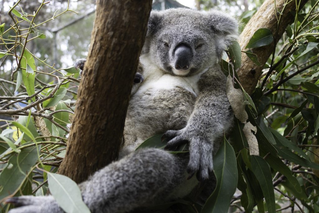 Friends of the Koala joeys