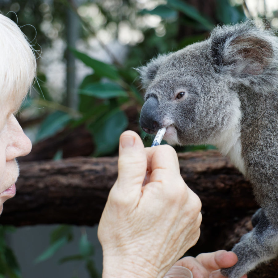 Volunteering with koalas, rewarding in more ways than one