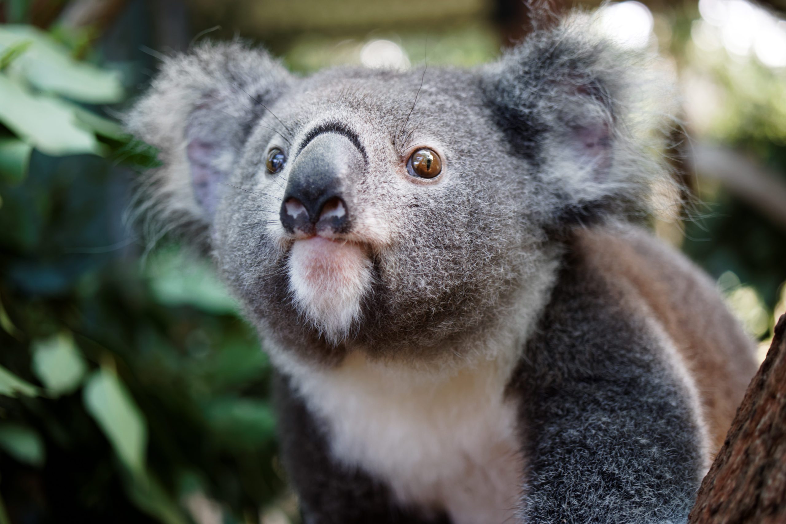 We are hiring! Friends of the Koala